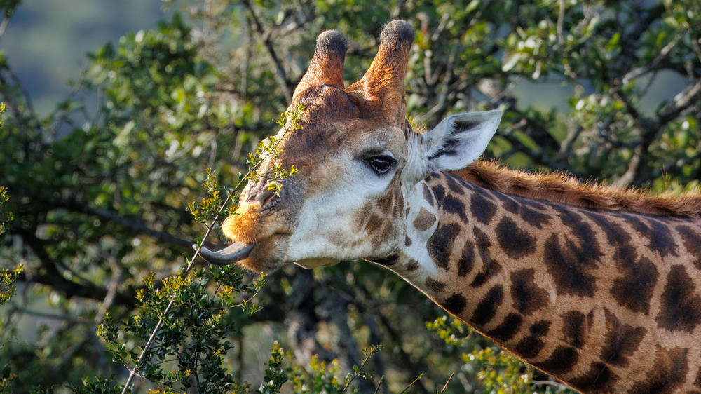 Pumba Msenge Bush Lodge