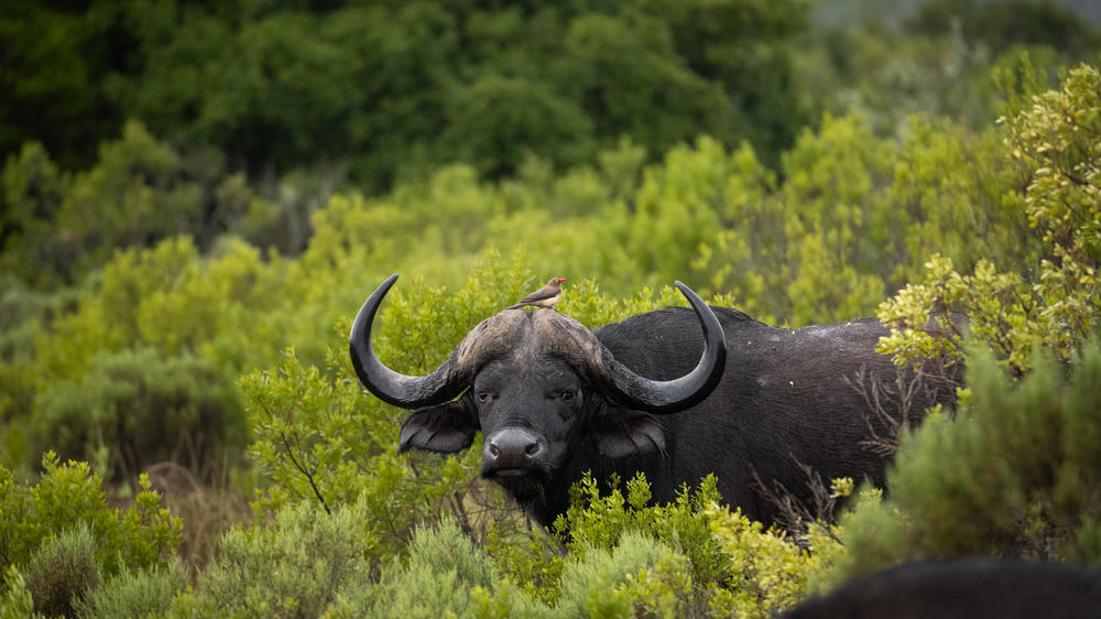 Pumba Msenge Bush Lodge