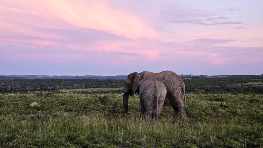 Pumba Msenge Bush Lodge