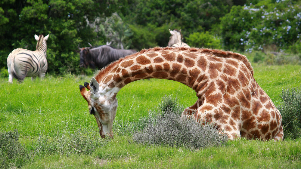 Pumba Msenge Bush Lodge
