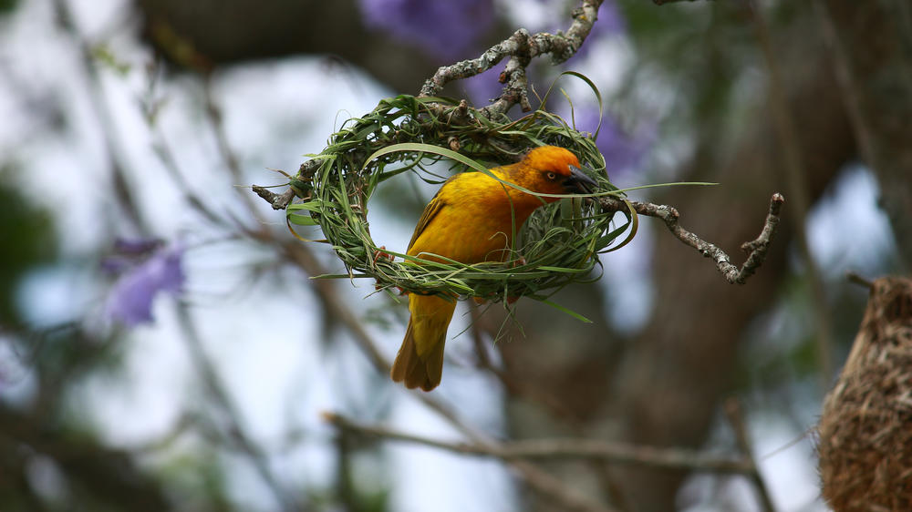 Pumba Msenge Bush Lodge