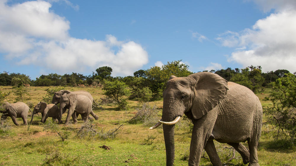 Pumba Msenge Bush Lodge