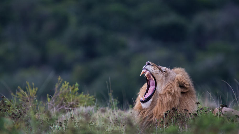 Pumba Msenge Bush Lodge