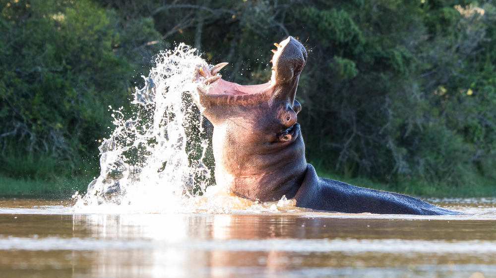 Pumba Msenge Bush Lodge