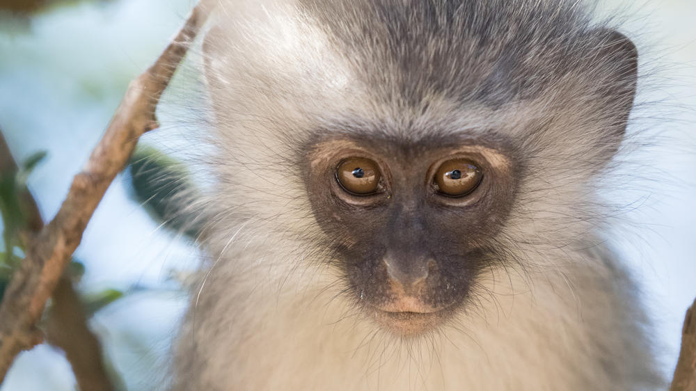 Pumba Msenge Bush Lodge