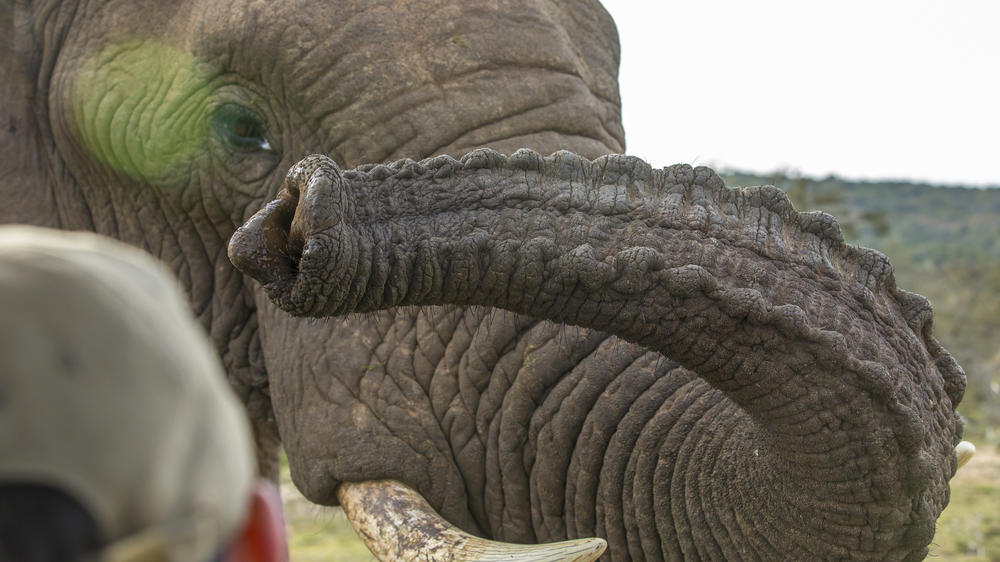 Pumba Msenge Bush Lodge