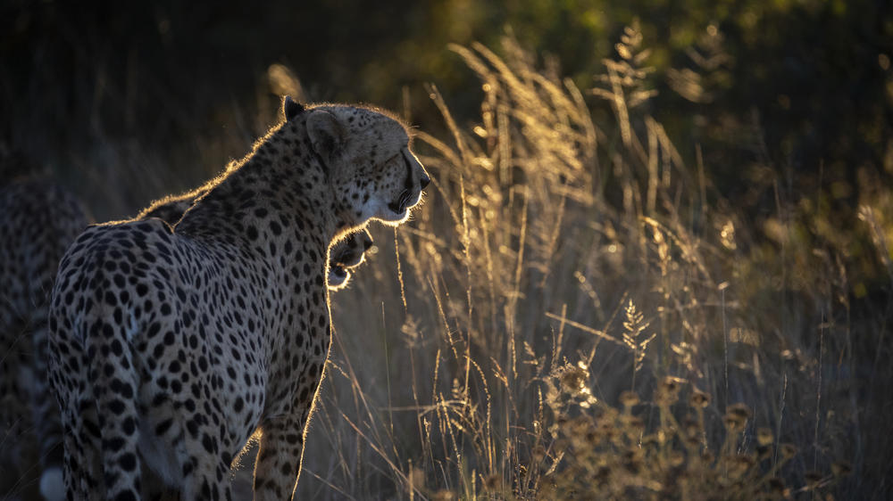 Pumba Msenge Bush Lodge