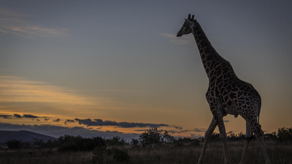 Pumba Msenge Bush Lodge