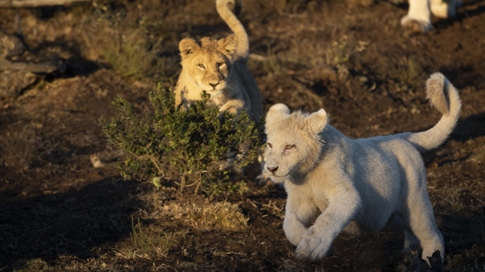 Pumba Msenge Bush Lodge