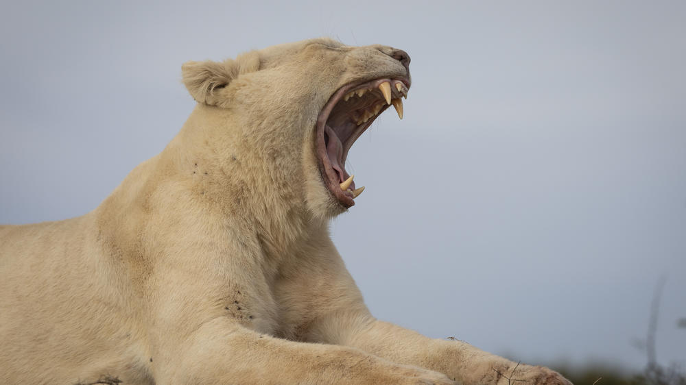 Pumba Msenge Bush Lodge