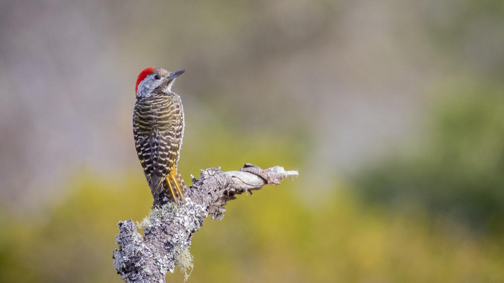 Pumba Msenge Bush Lodge