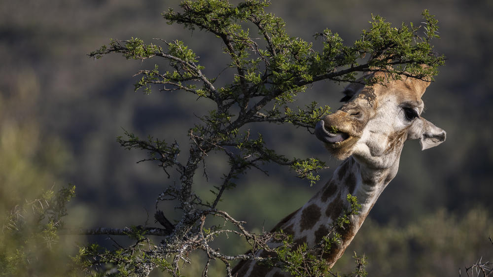 Pumba Msenge Bush Lodge