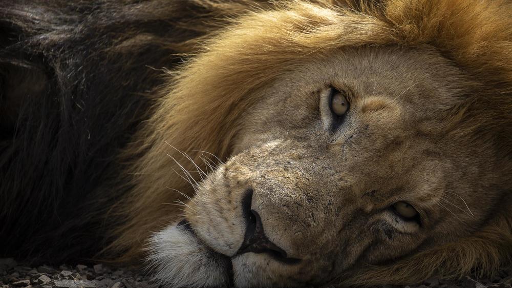 Pumba Msenge Bush Lodge