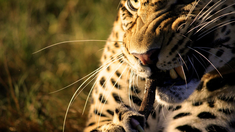 Pumba Msenge Bush Lodge