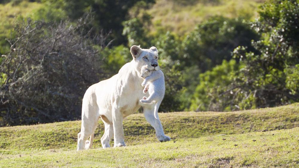 Pumba Msenge Bush Lodge