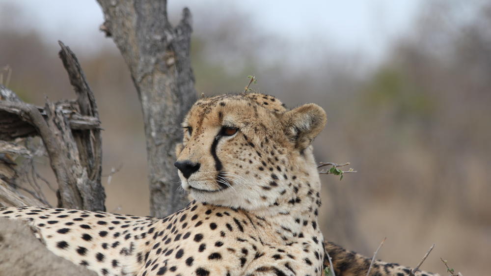 Simbavati River Lodge