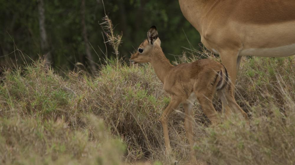 Simbavati River Lodge
