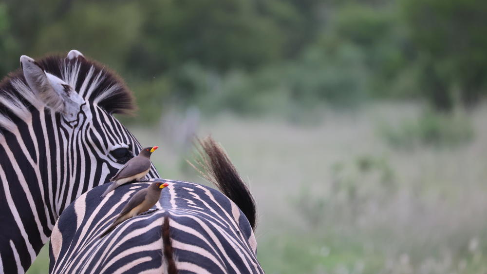 Simbavati River Lodge