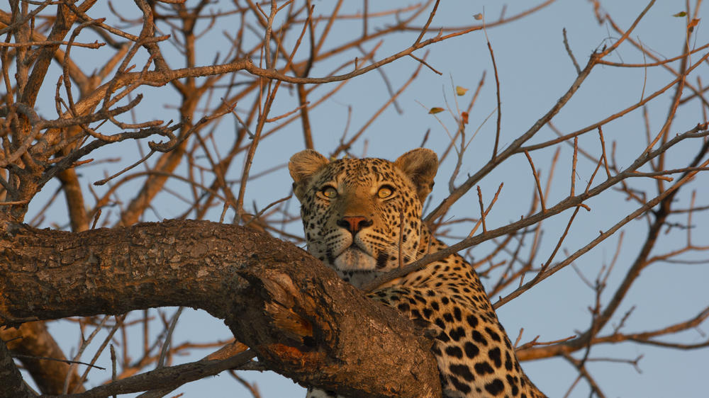 Simbavati River Lodge