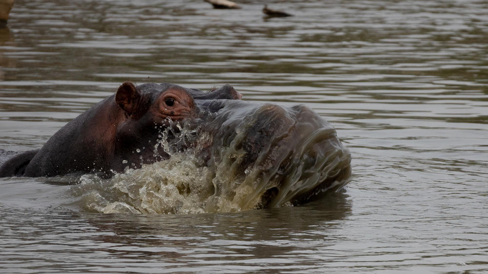 Simbavati River Lodge