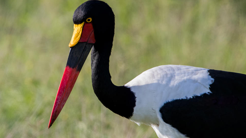 Simbavati River Lodge