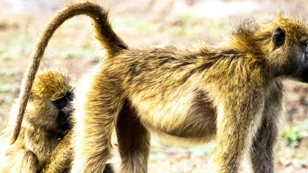 Duba Plains Private Reserve