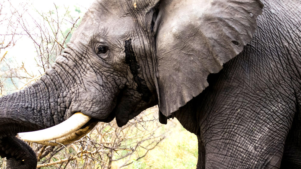 Duba Plains Private Reserve