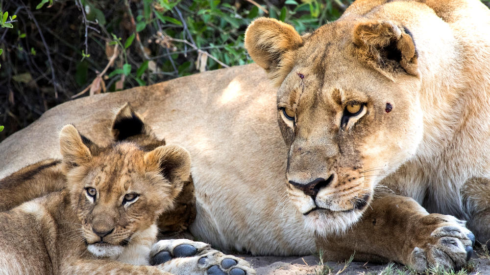 Duba Plains Private Reserve