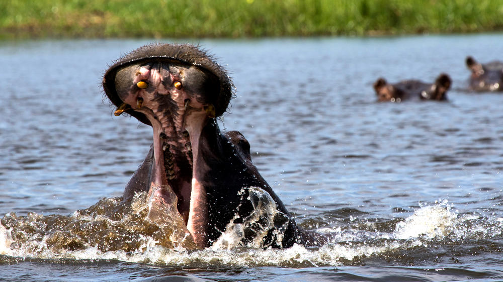 Duba Plains Private Reserve