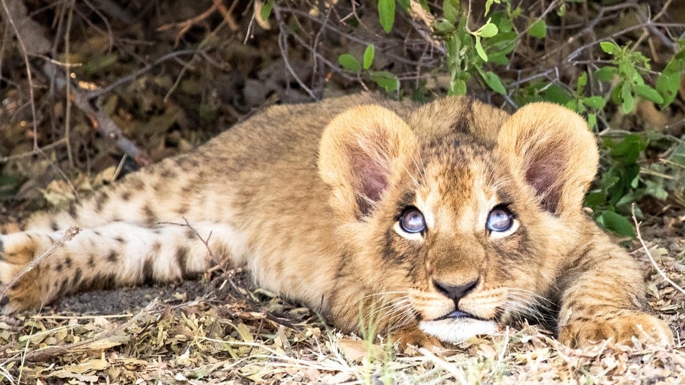 Duba Plains Private Reserve