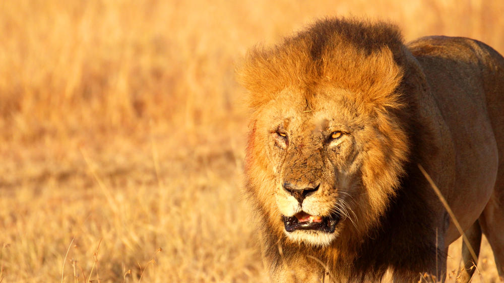 Duba Plains Private Reserve