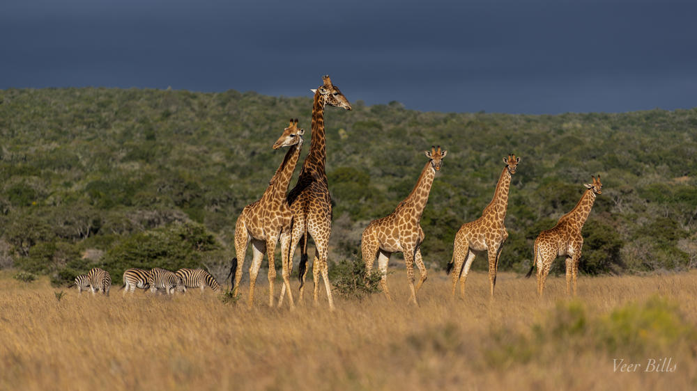 Amakhala Game Reserve
