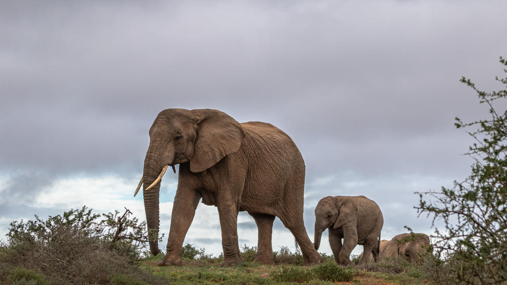 Amakhala Game Reserve