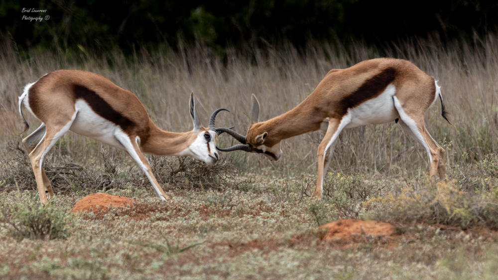Amakhala Game Reserve