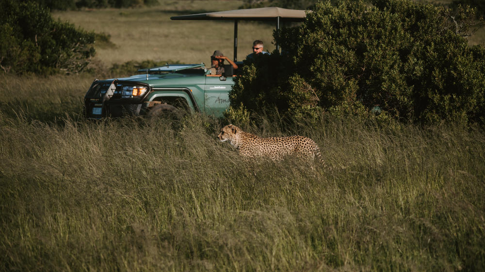 Amakhala Game Reserve