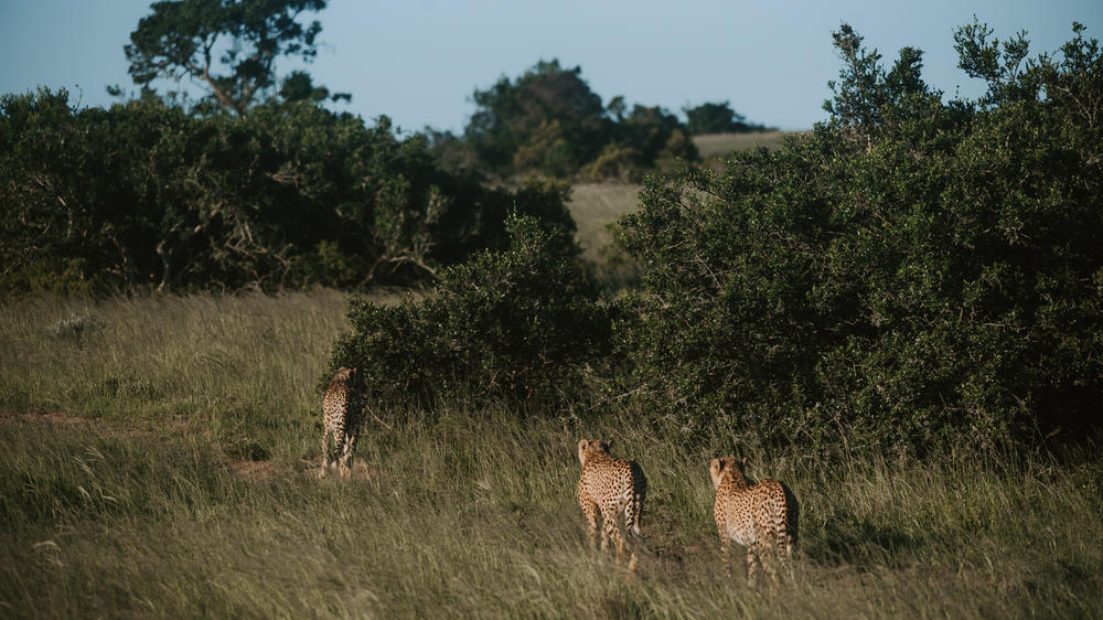 Amakhala Game Reserve