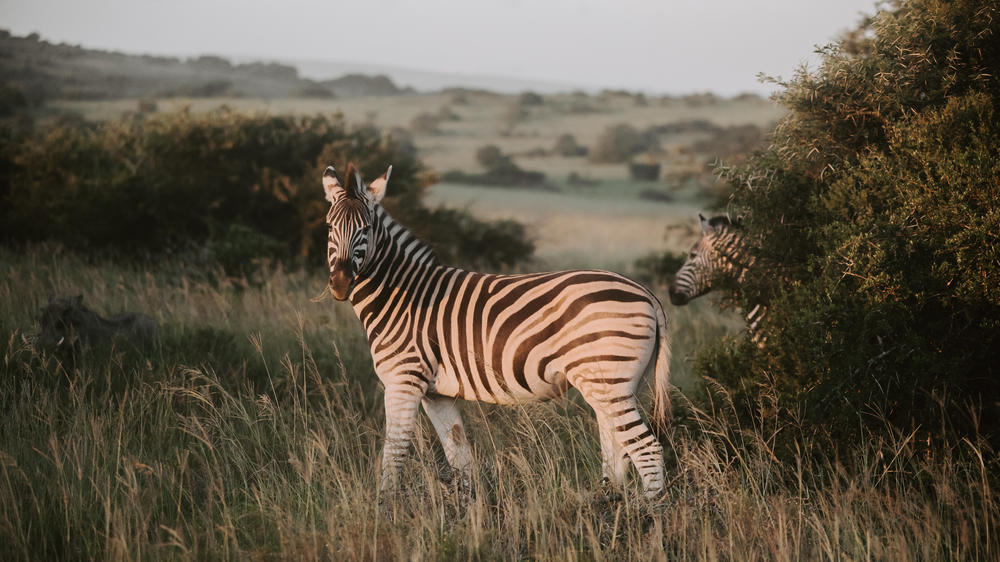 Amakhala Game Reserve