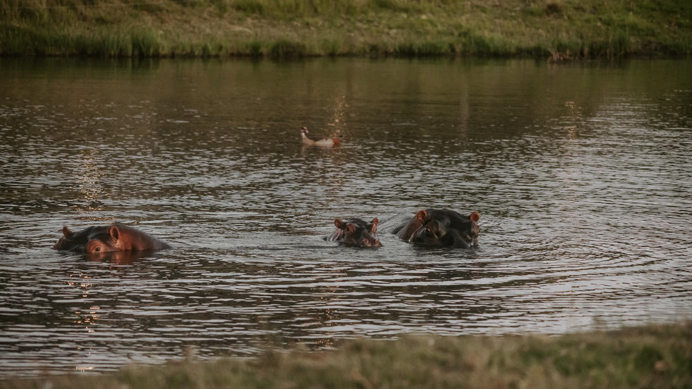 Amakhala Game Reserve