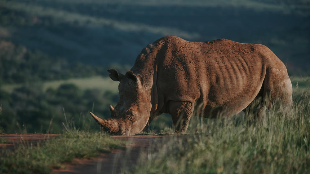 Amakhala Game Reserve