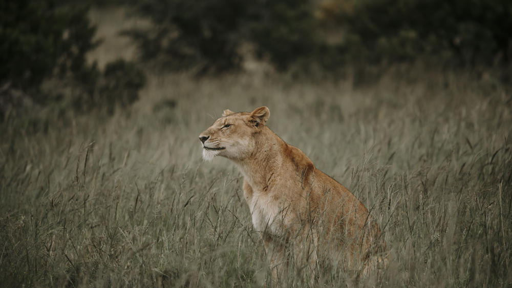 Amakhala Game Reserve