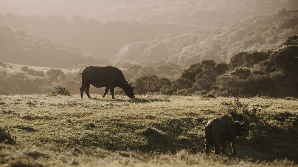 Amakhala Game Reserve