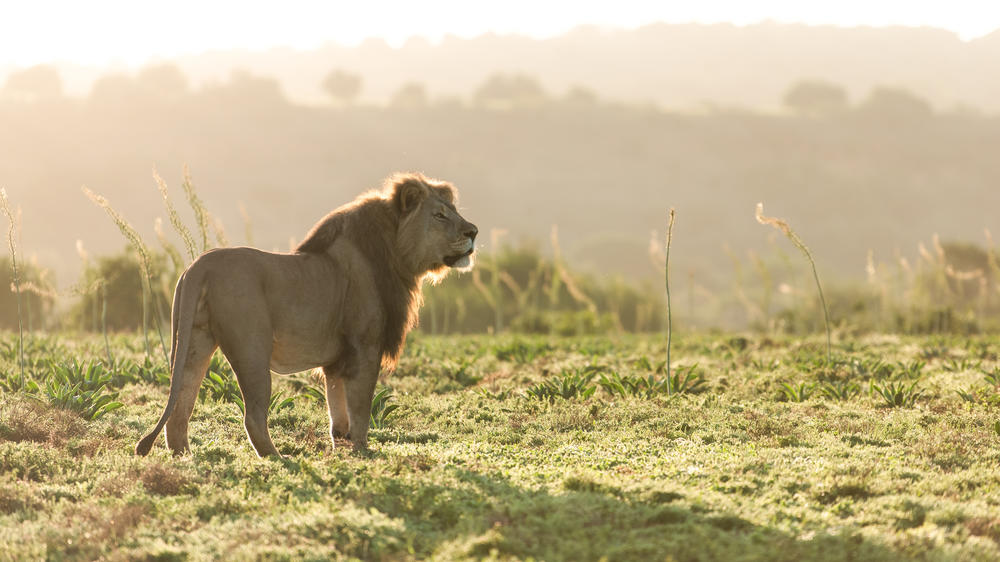 Amakhala Game Reserve
