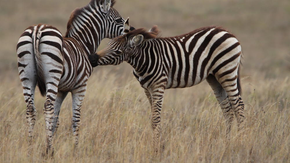 Amakhala Game Reserve