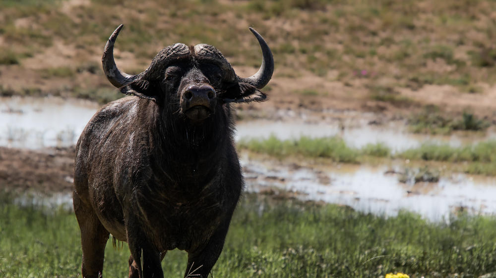 Amakhala Game Reserve