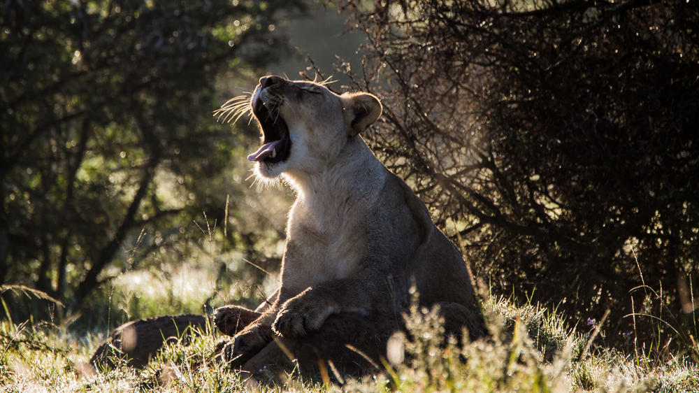 Amakhala Game Reserve