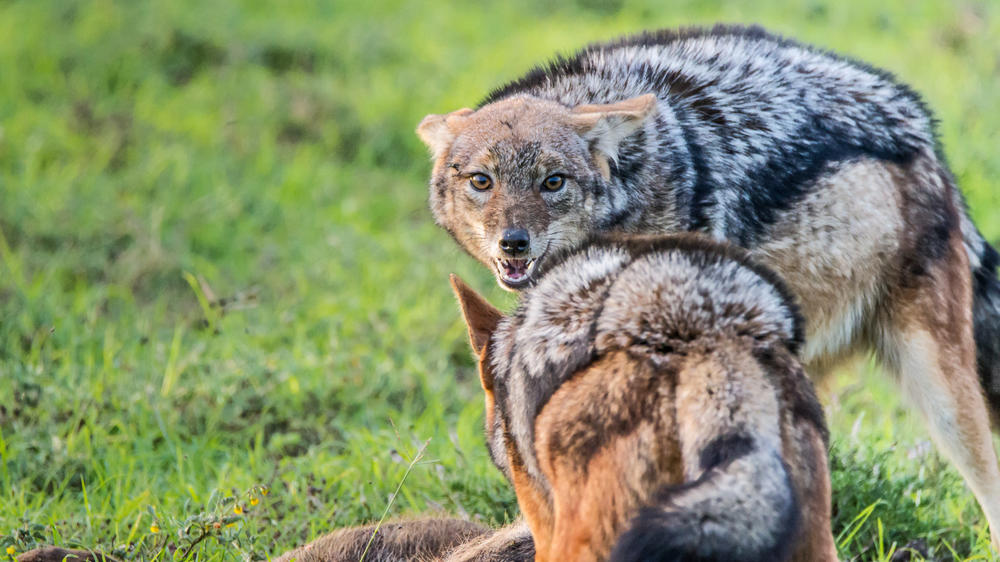 Amakhala Game Reserve
