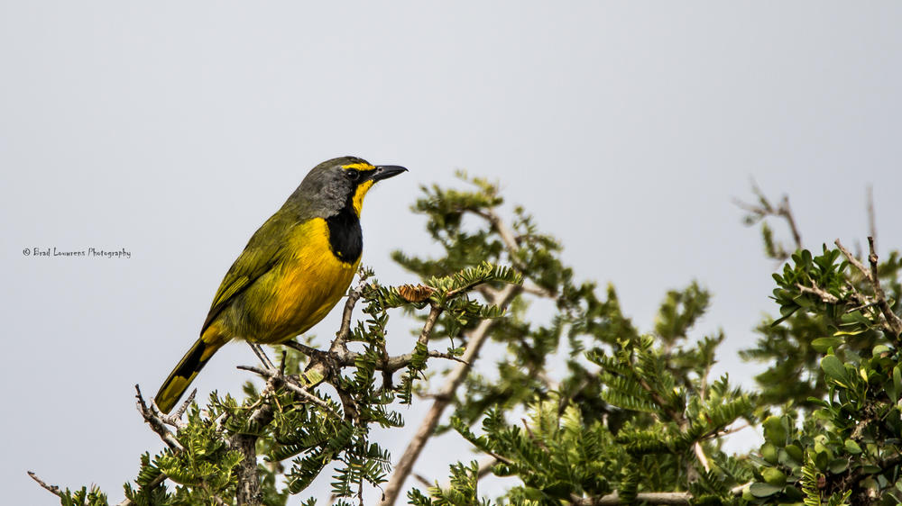 Amakhala Game Reserve