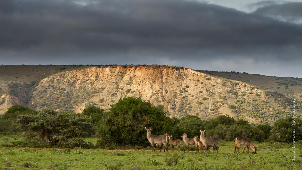 Amakhala Game Reserve
