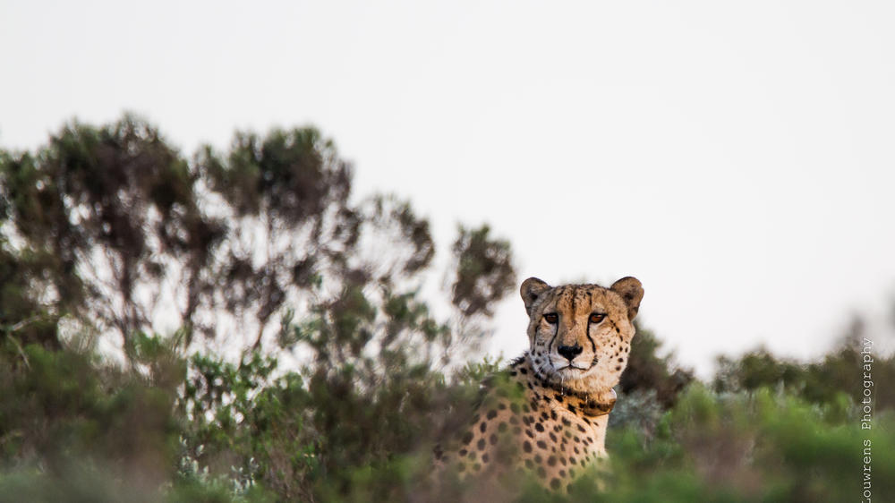 Amakhala Game Reserve