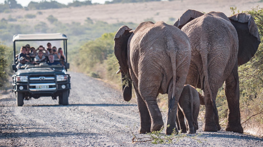 Amakhala Game Reserve